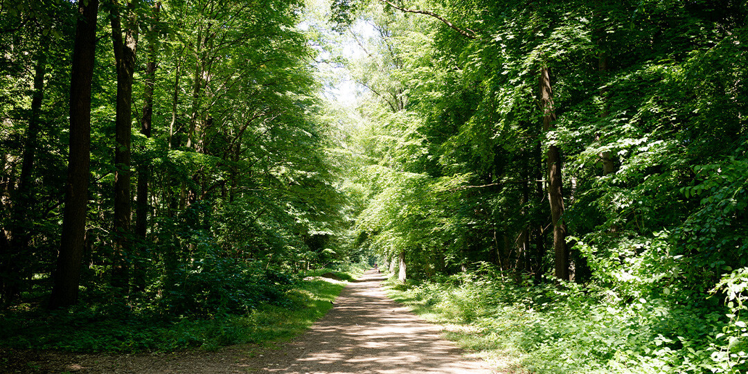 Grüner Wald mit vielen Bäumen.